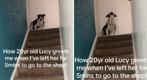 Watch How 20-Year-Old Dog Greets Owner Coming Home After Few Minutes Apart