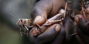Government Sets Aside Ksh2.5 Billion for Emergency Locust Response