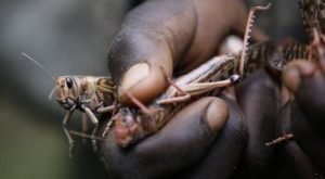 Government Sets Aside Ksh2.5 Billion for Emergency Locust Response